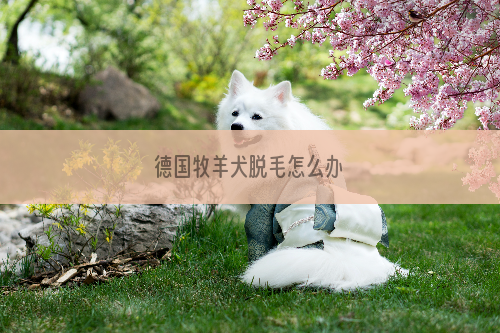 德国牧羊犬脱毛怎么办