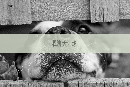 松狮犬训练