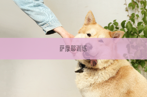 萨摩耶训练