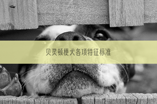 贝灵顿梗犬各项特征标准