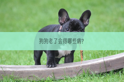 狗狗老了会得哪些病?