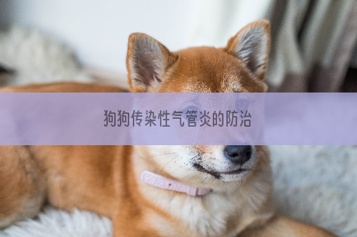狗狗传染性气管炎的防治