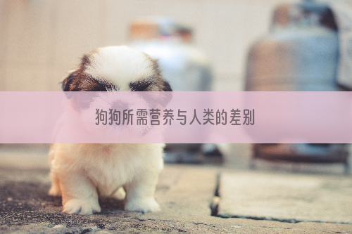狗狗所需营养与人类的差别