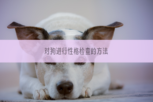 对狗进行性格检查的方法