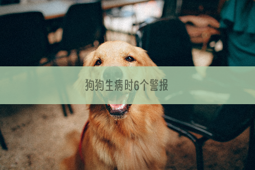 狗狗生病时6个警报