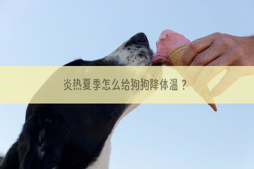 炎热夏季怎么给狗狗降体温 ？