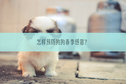 怎样预防狗狗春季感冒？