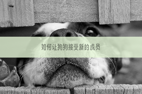 如何让狗狗接受新的成员