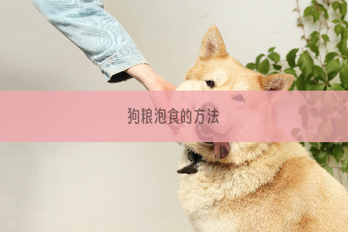 狗粮泡食的方法