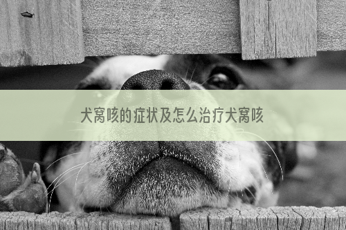 犬窝咳的症状及怎么治疗犬窝咳