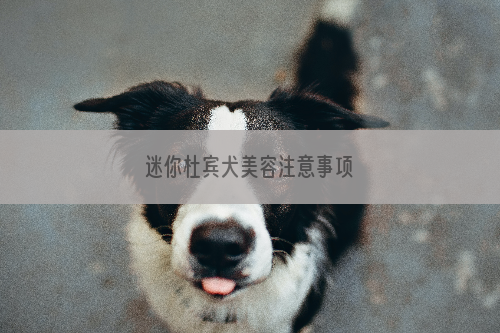 迷你杜宾犬美容注意事项