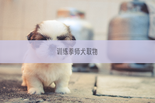 训练拳师犬取物