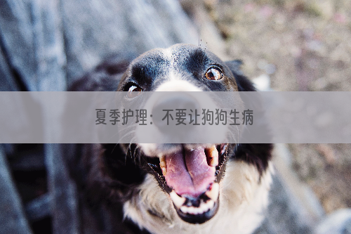 夏季护理：不要让狗狗生病