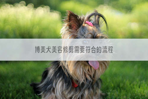 博美犬美容修剪需要符合的流程
