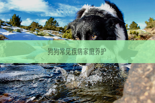 狗狗常见疾病家庭养护