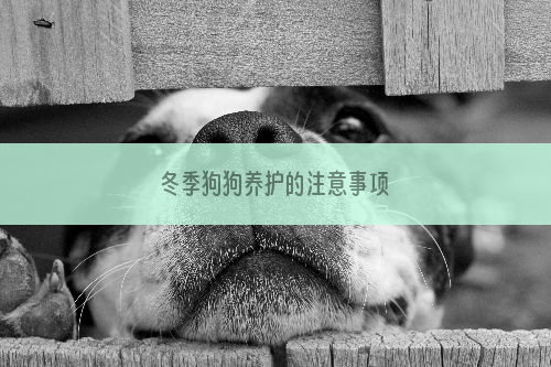冬季狗狗养护的注意事项