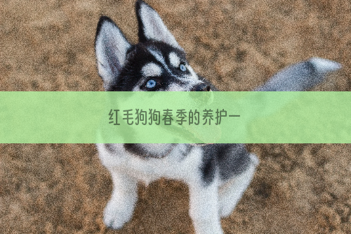 红毛狗狗春季的养护一