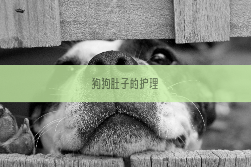 狗狗肚子的护理