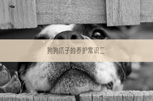 狗狗爪子的养护常识二