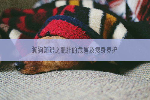 狗狗知识之肥胖的危害及瘦身养护的方法