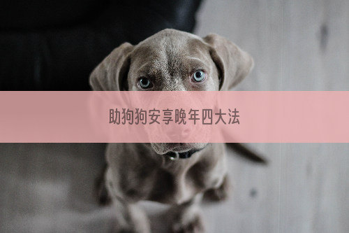 助狗狗安享晚年四大法