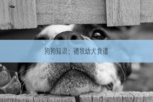 狗狗知识：德牧幼犬食谱