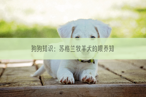 狗狗知识：苏格兰牧羊犬的喂养知识