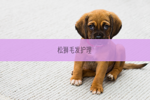 松狮毛发护理