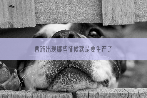 西施出现哪些征候就是要生产了