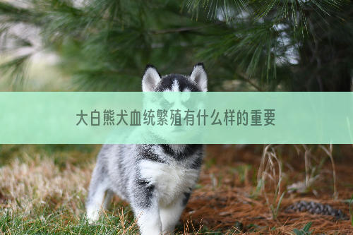 大白熊犬血统繁殖有什么样的重要意义