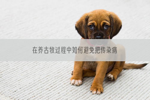 在养古牧过程中如何避免把传染病传染给人体