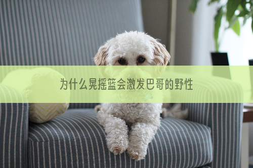 为什么晃摇篮会激发巴哥的野性