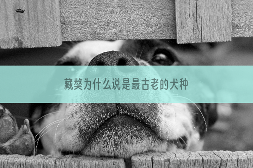 藏獒为什么说是最古老的犬种
