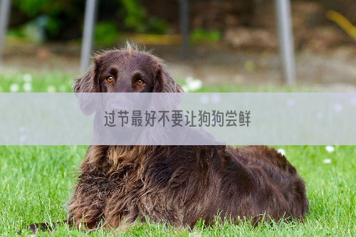过节最好不要让狗狗尝鲜