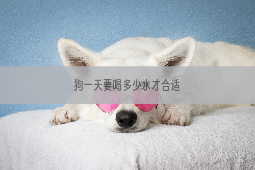 狗一天要喝多少水才合适