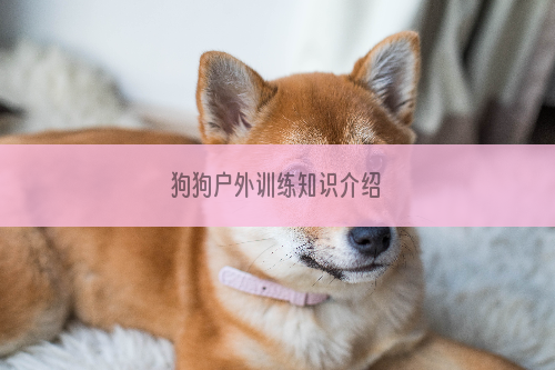 狗狗户外训练知识介绍
