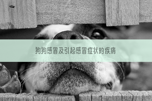 狗狗感冒及引起感冒症状的疾病