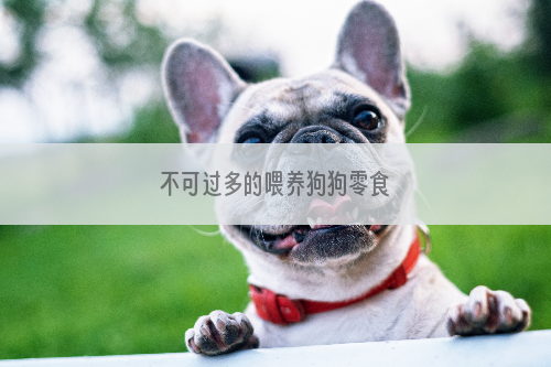 不可过多的喂养狗狗零食