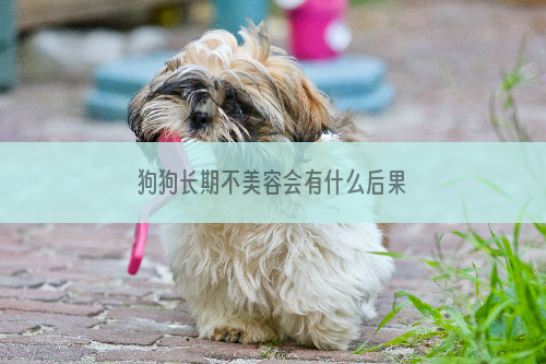 狗狗长期不美容会有什么后果