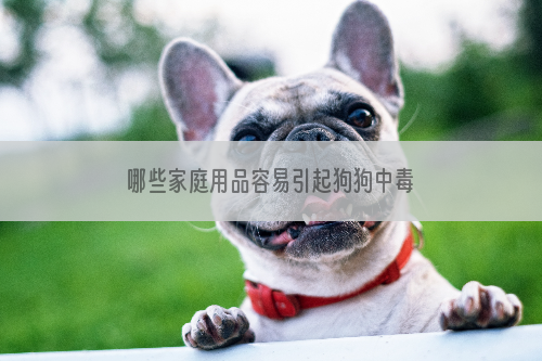哪些家庭用品容易引起狗狗中毒