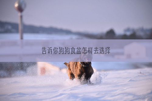 告诉你狗狗食盆怎样去选择