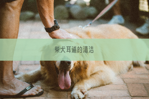 柴犬耳道的清洁