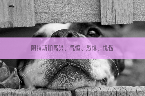 阿拉斯加高兴、气愤、恐惧、忧伤时的表情