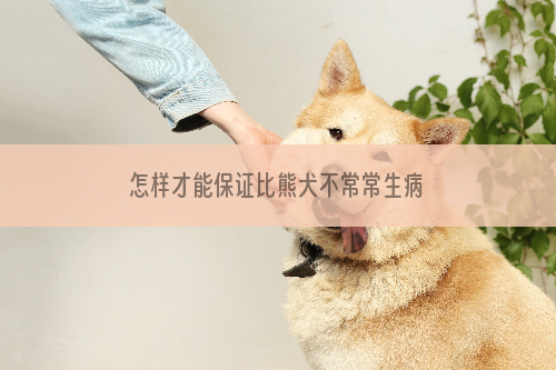 怎样才能保证比熊犬不常常生病