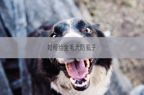 如何给金毛犬防虱子