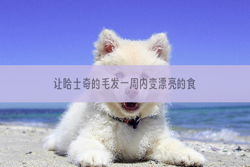 让哈士奇的毛发一周内变漂亮的食谱