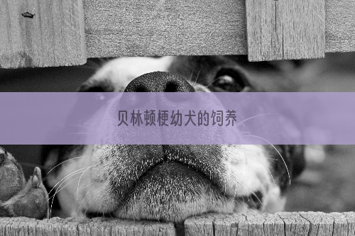 贝林顿梗幼犬的饲养