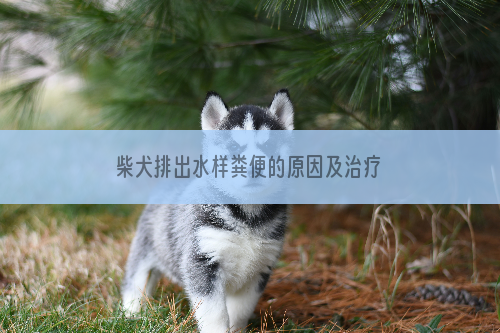 柴犬排出水样粪便的原因及治疗