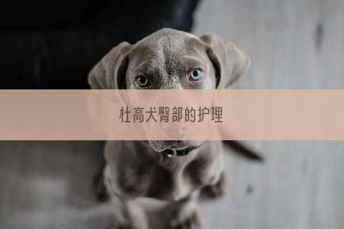 杜高犬臀部的护理