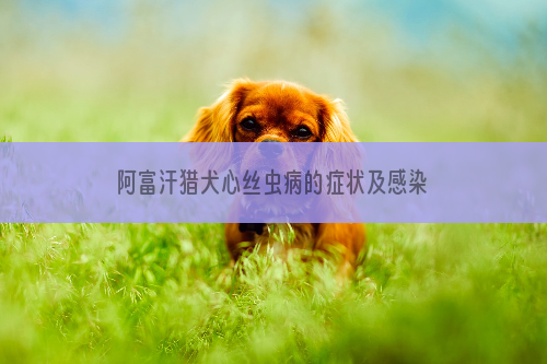 阿富汗猎犬心丝虫病的症状及感染